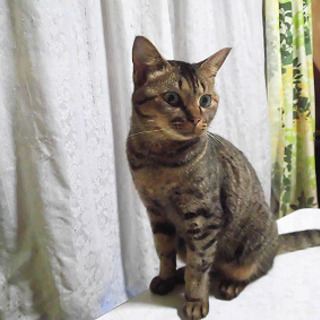 事故で右半身の怪我を自力で治した杏ちゃん