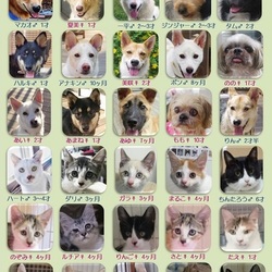 ティアハイムオープンシェルター里親会 サムネイル1