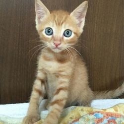 ティアハイムオープンシェルター里親会 サムネイル2