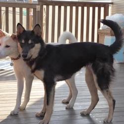 ティアハイムオープンシェルター里親会 サムネイル3