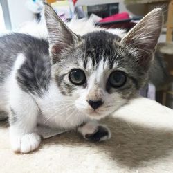 ティアハイムオープンシェルター里親会 サムネイル2