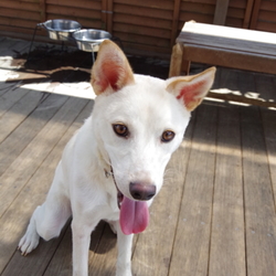 ティアハイムオープンシェルター里親会 サムネイル3