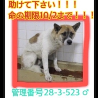 緊急！！命の期限10月2日！まだ若い雑種の男の子
