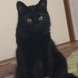 優しい猫ちゃん思いな里親様に決まりました。