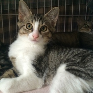 マイペースで穏やかミントちゃん