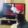 テレビが好きなようです。