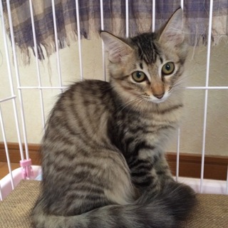 末っ子気質の甘えたな長毛の女の子 シナモンちゃん