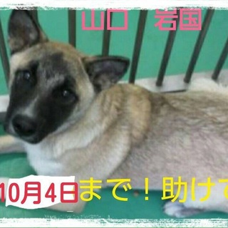 臆病なわんちゃんです。。捨てられてしまいました。