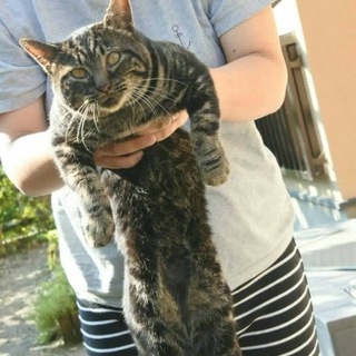 人大好きキジトラ☆男の子