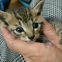 キジトラ男の子☆ニムくん