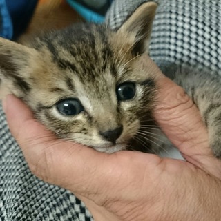 キジトラ男の子☆ニムくん