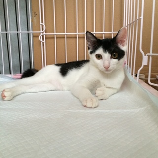 女子力半端なし、でも俺、オレオ君