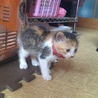 きなこ