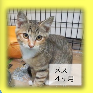 ５か月女の子お留守番出来る飼いやすい子猫ちゃん