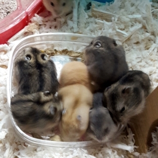 ジャンガリアンハムスターの里親様募集致します。