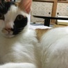 猫インド