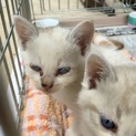 子猫3きょうだい