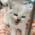 子猫3きょうだい (白ブチ)