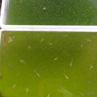 メダカ稚魚、素敵な里親様に巡り会えました！