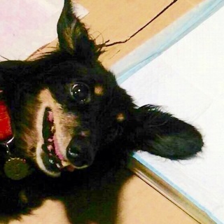 坂出のクロちゃん