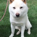 白い柴犬ちゃんの里親募集中です！