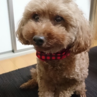 ﾄｲﾌﾟｰﾄﾞﾙ（ﾚｯﾄﾞ）ﾒｽの里親募集です。