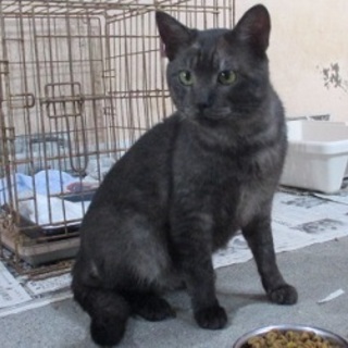 珍しいスモーク色で安定感がある猫さん♪