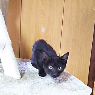 この子を新しい家族に迎えて下さい