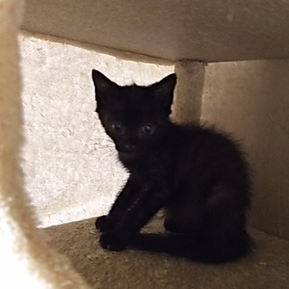 この子を新しい家族に迎えて下さい