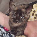 人懐っこい甘えん坊のサビ猫ちゃん