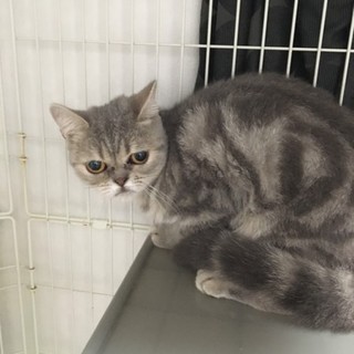 決定☆『すず』猫じゃらし好きなお子様