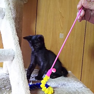 この子を新しい家族に迎えて下さい