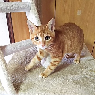 この子を新しい家族に迎えて下さい