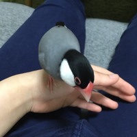 はまち