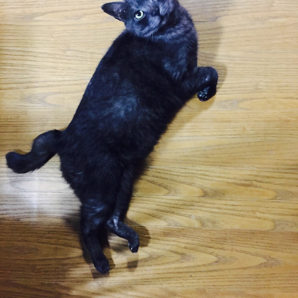 大和のカバー写真