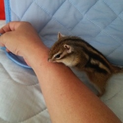 あそびたいでち！