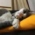 サバシロ男の子。甘えん坊です！