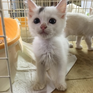 白猫☆男の子