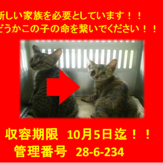 里親決定！！3匹で迎えていただきました(^^♪