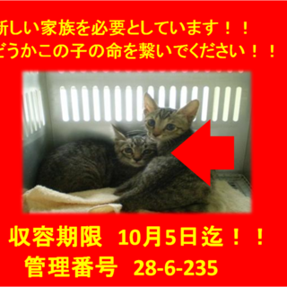 里親決定！お迎えありがとうございましたm(__)m