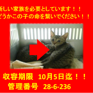 里親決定！！3匹で迎えていただきました(^^♪