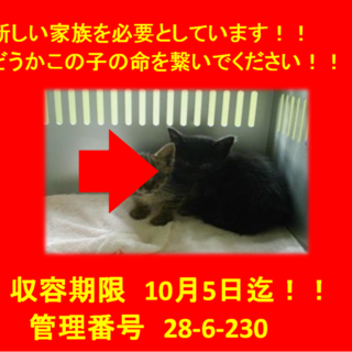 里親決定！！お迎えありがとうございました(^^♪