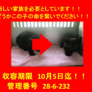 里親決定！！3匹で迎えていただきました(^^♪