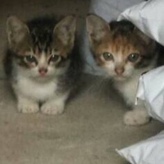 捨て猫 保護中 ベタ慣れです！
