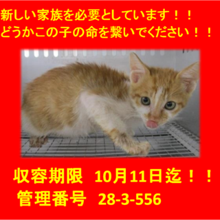 里親決定！！お迎えありがとうございました(^^♪