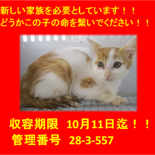 里親決定☆お迎えありがとうございました(^^♪