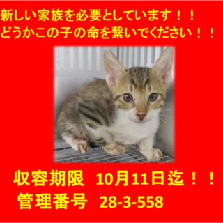 里親決定☆お迎えありがとうございました(^^♪