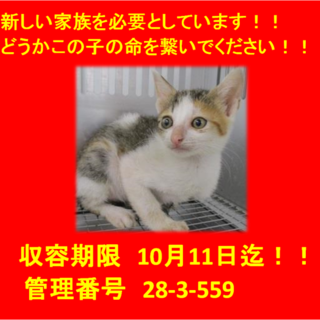 里親決定！！お迎えありがとうございました(^^♪