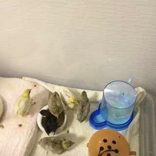 姫ウズラのヒナ 里親募集します