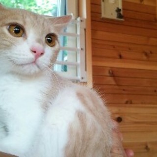 ベージュ色甘えん坊の生後約5ヶ月の男の子